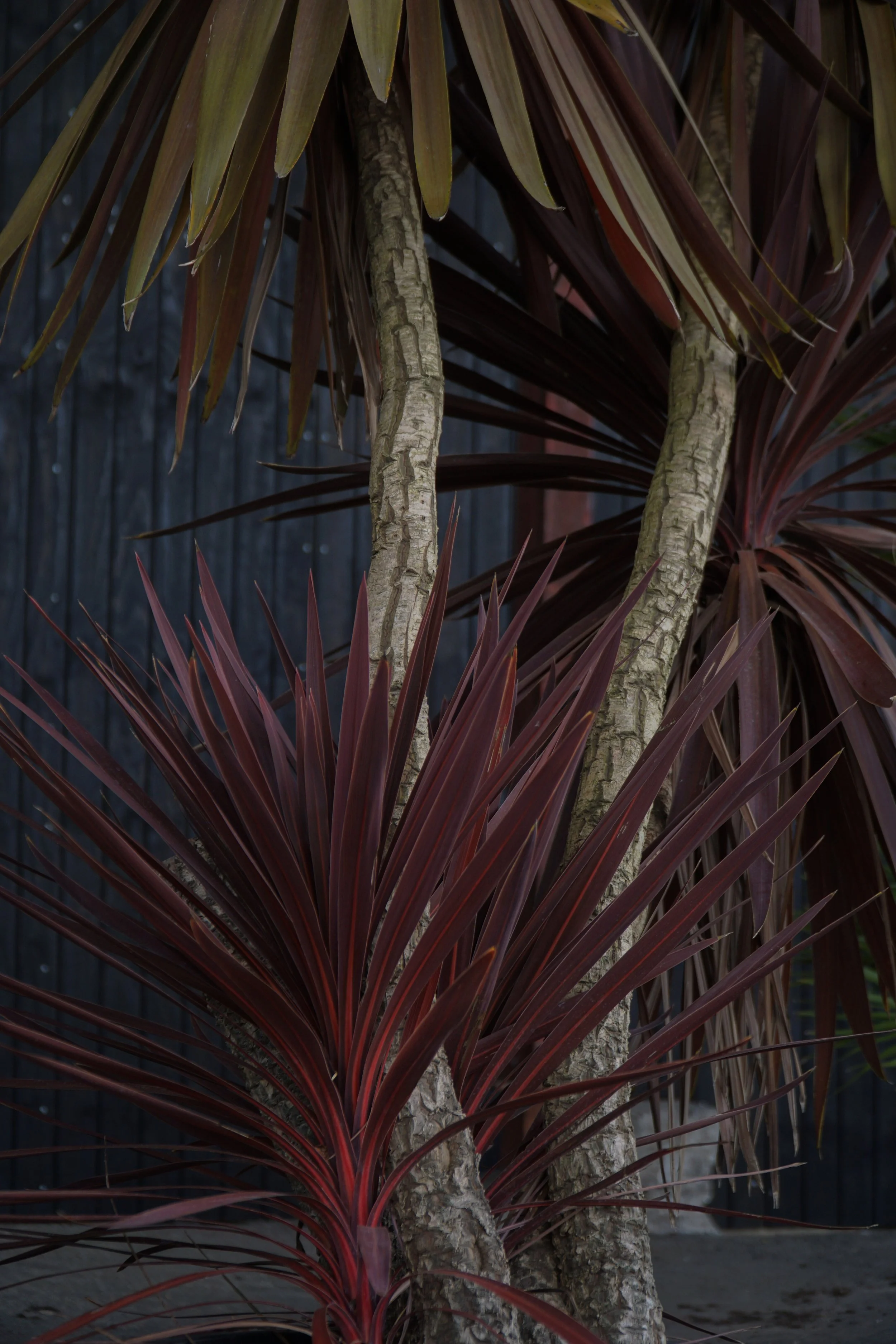 Palme_3-3.jpg