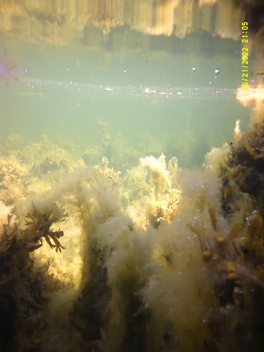 DSCF0034 (kopia)_1 (kopia)_1200.jpg