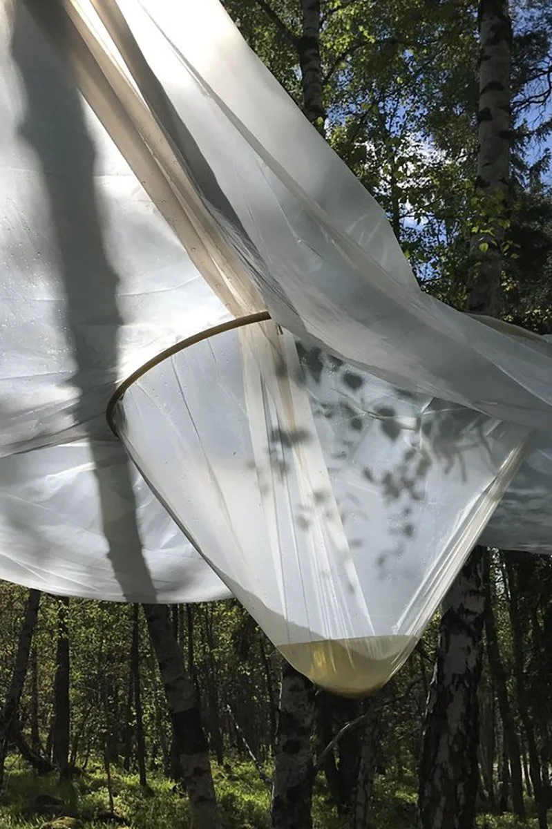 Hinna, Sätraskogen, Sweden, 2020