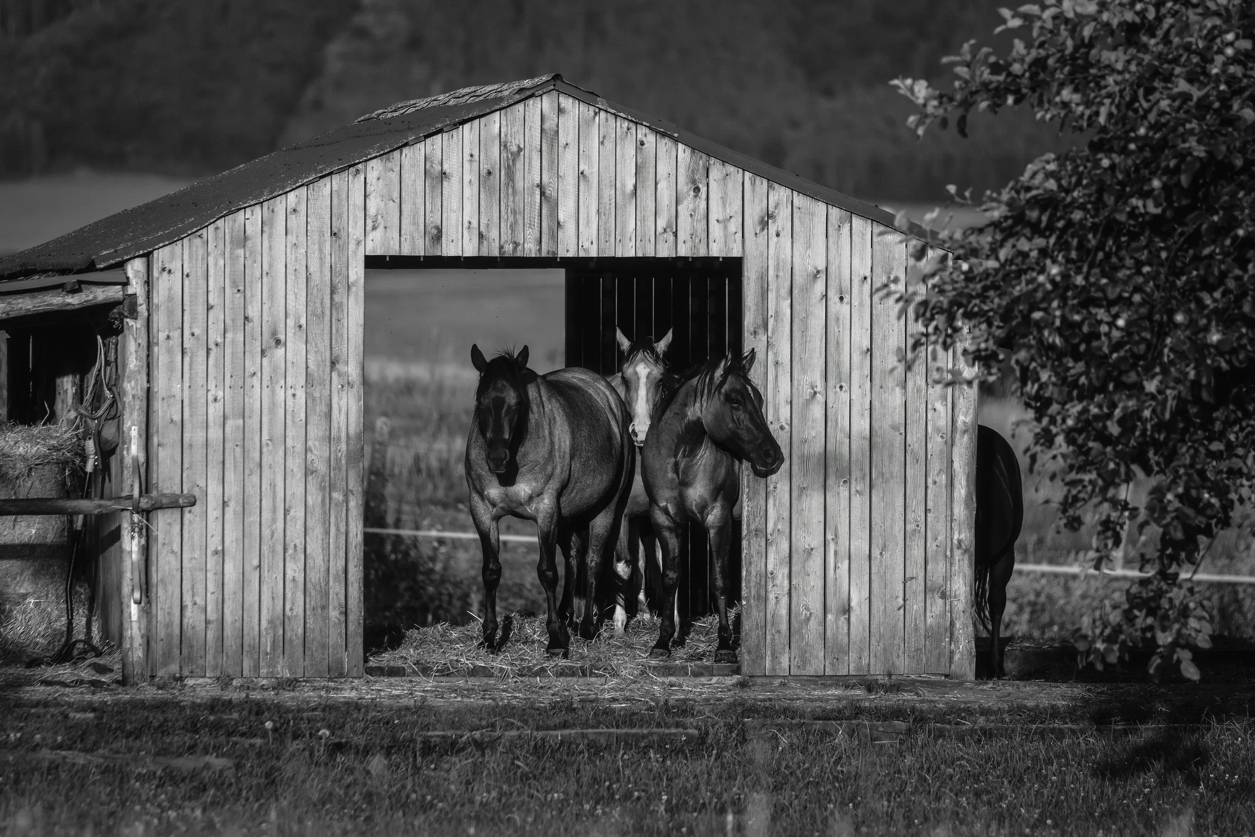 Ranch Paradise-76 plná kvalita.jpeg