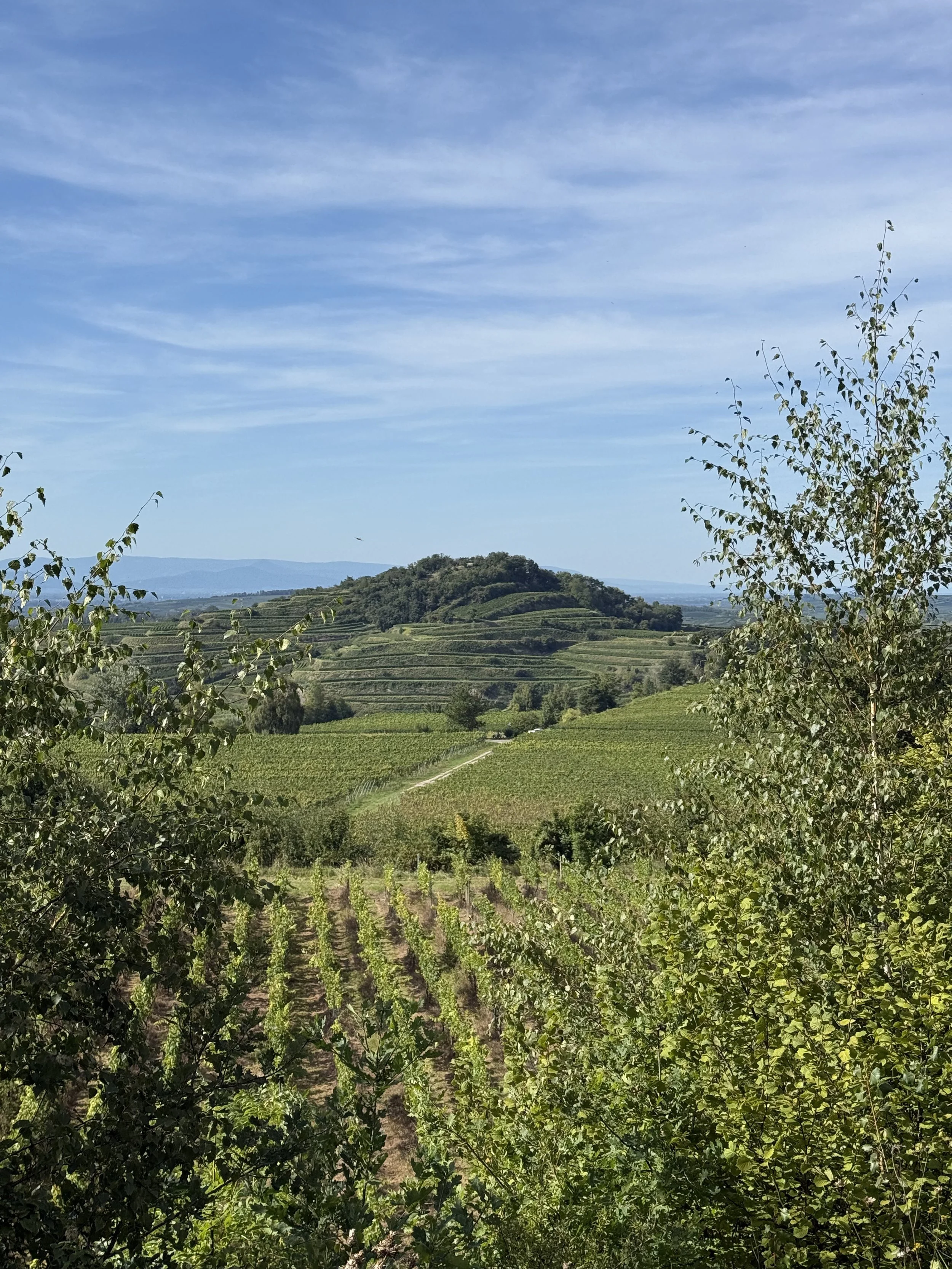 IMG_8869.jpg