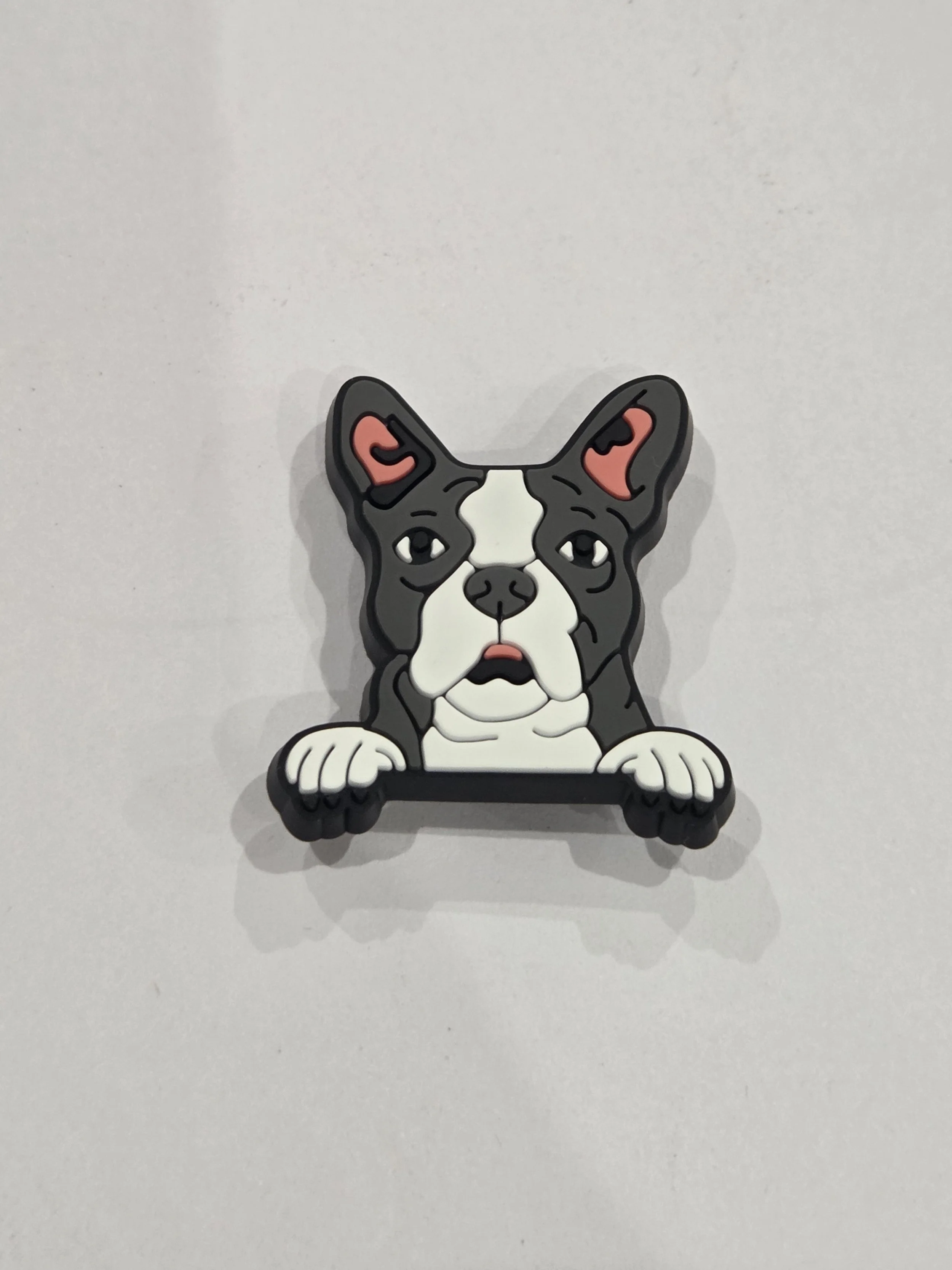 Boston Terrier