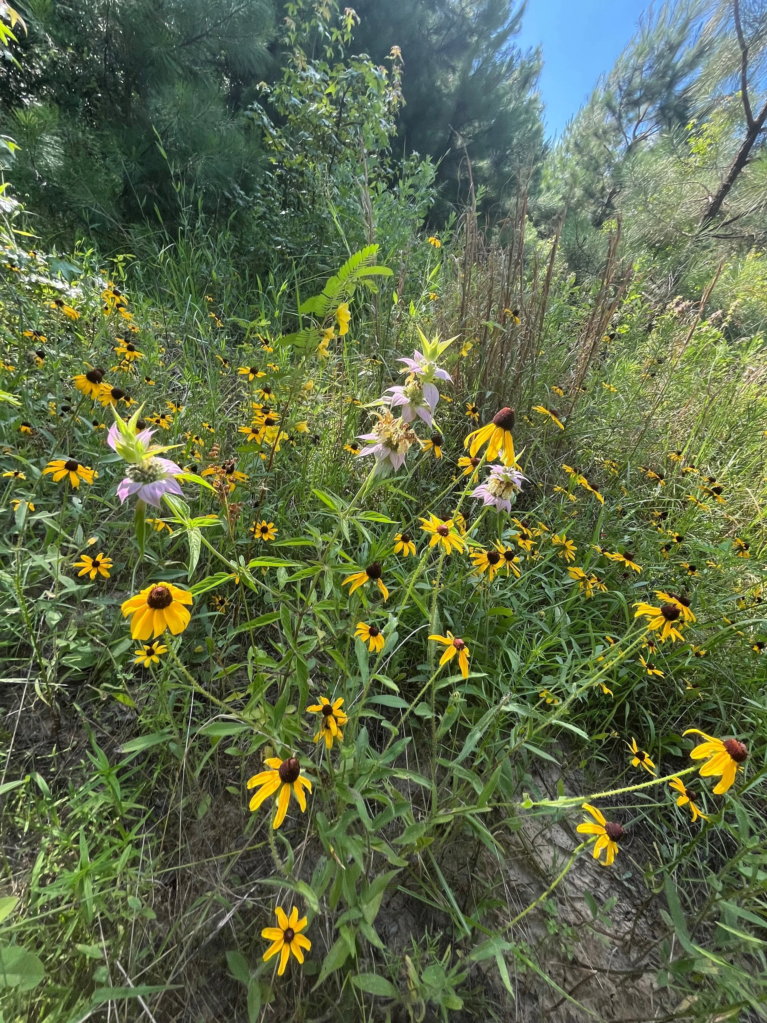 Breakdown of Christianity as a whole