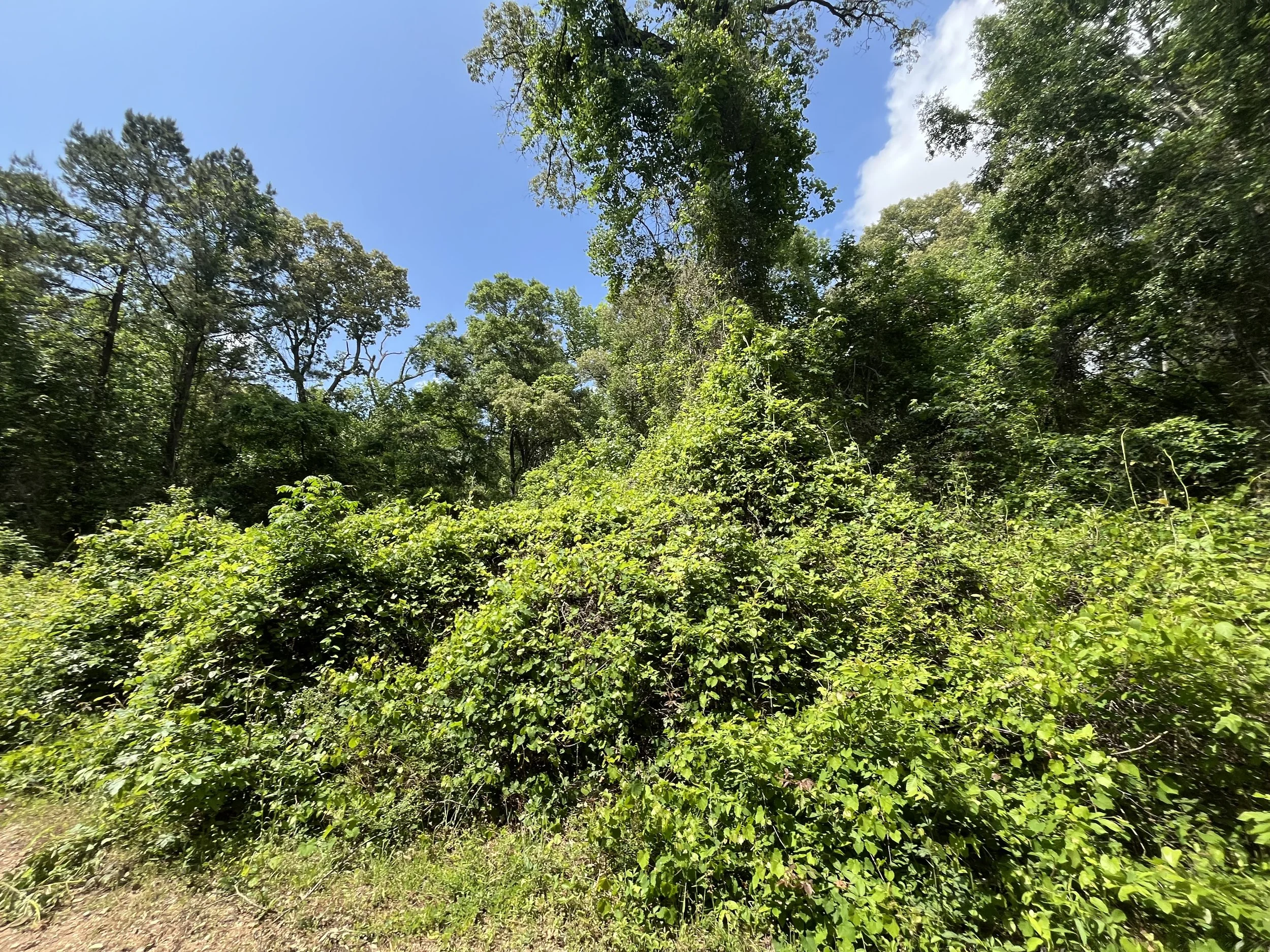 Jalapeño Tree