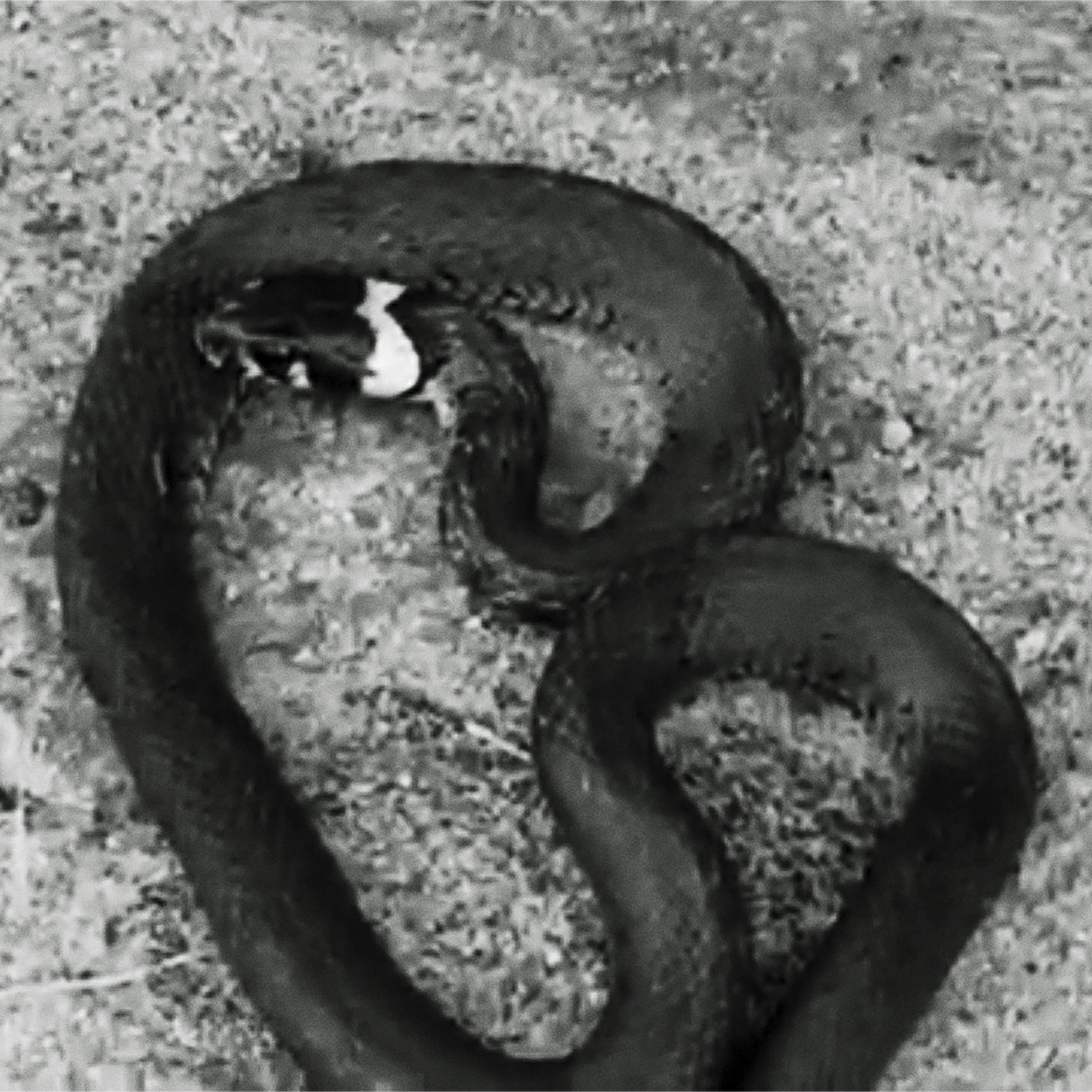 Pagirnis_Still04.jpg