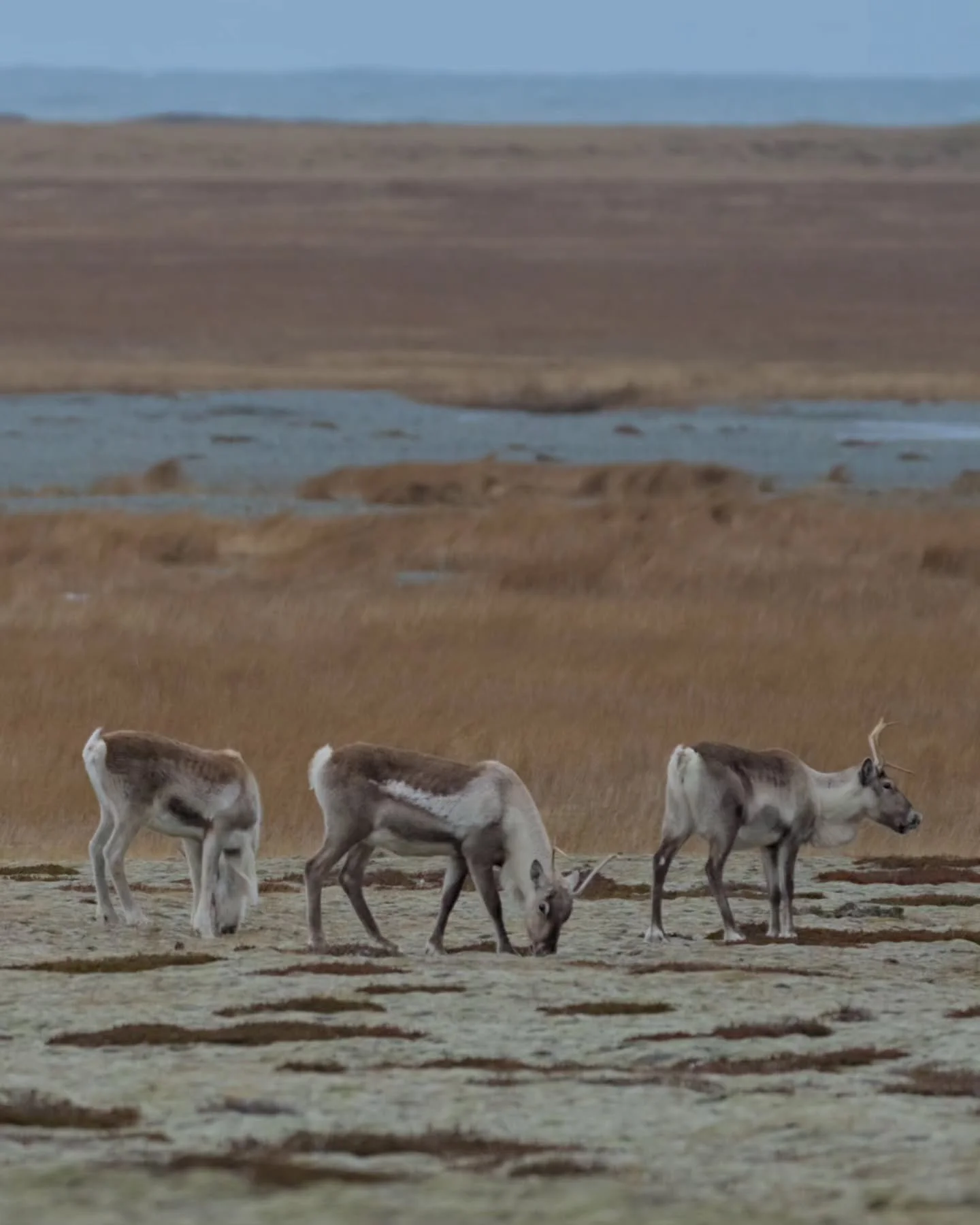 Not much wildlife during wintertime in Iceland, so we were extra excited to see a huge horde of reindeer. They venture down south in search of food and that's exactly where we spotted them!

📍Iceland
📸 Sony a7iv, Sony FE 100-400 F4.5-5.6
⚙️ 1/500 -