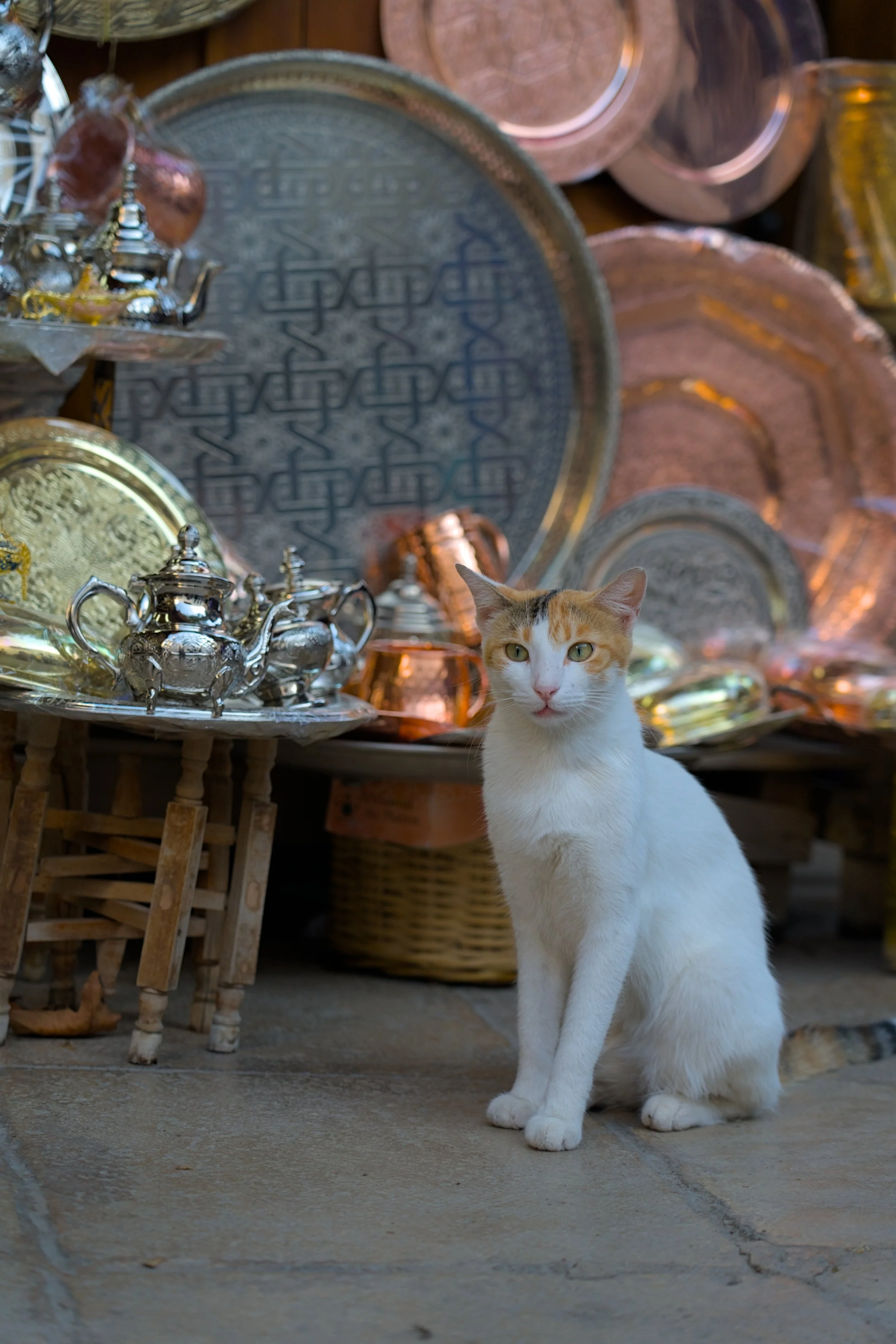 DSC06445.jpg