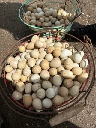 Partridge Eggs.jpeg