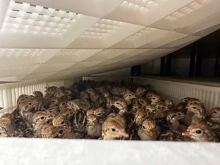 Red legged Partridge Chicks2.jpeg