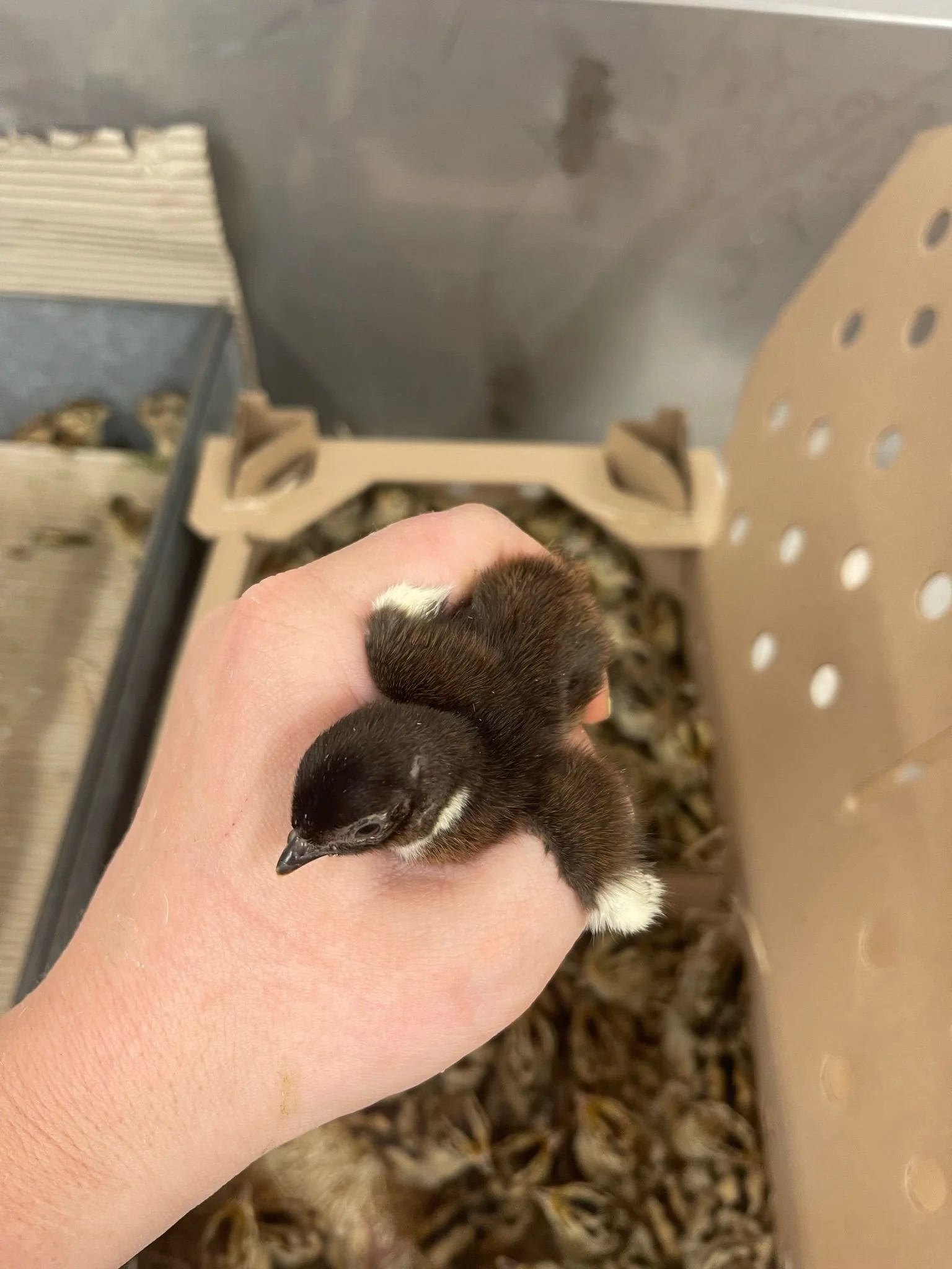A small, black and white baby chick being held in a person's hand in a poultry farm.