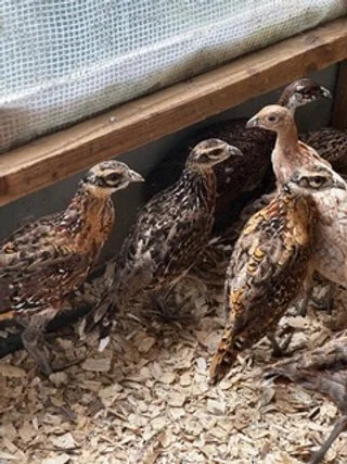 Reeves & Colour Pheasant Poults.jpeg