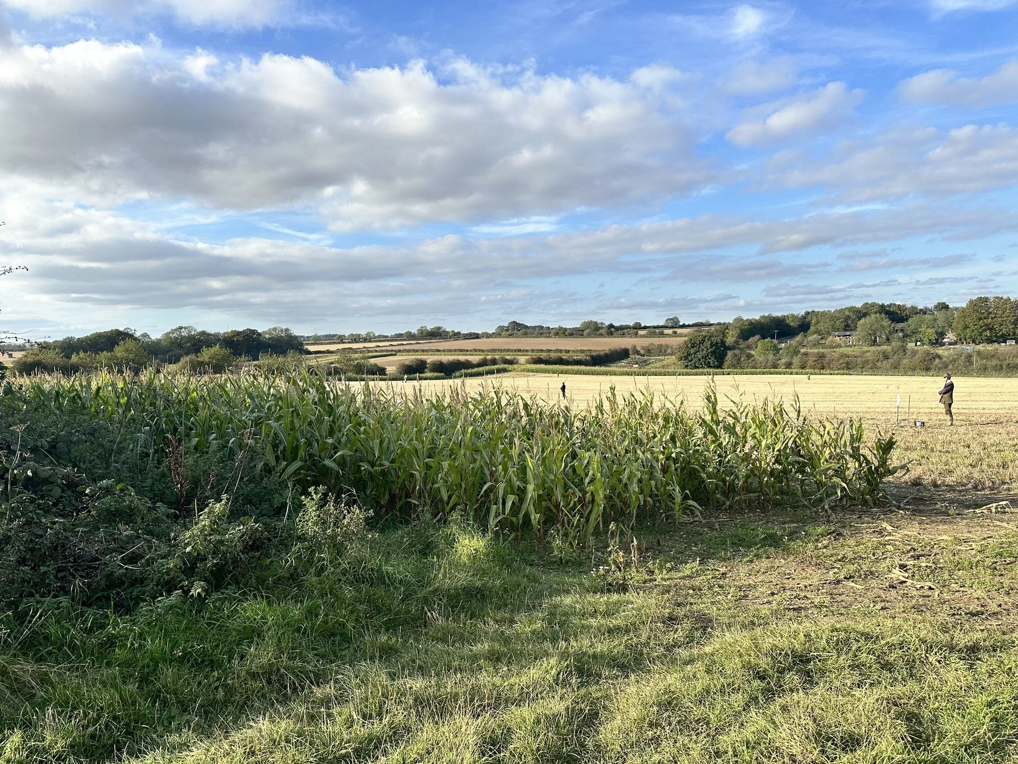 Open field with corn and wheat plants under a partly cloudy sky, with two people standing in the distance.
