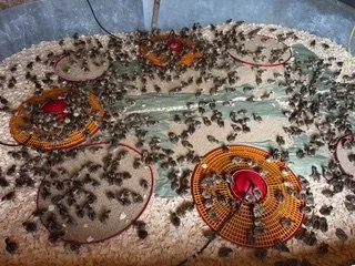 Red legged partridge chicks.jpeg