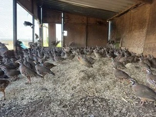 French Partridge Poults.jpeg
