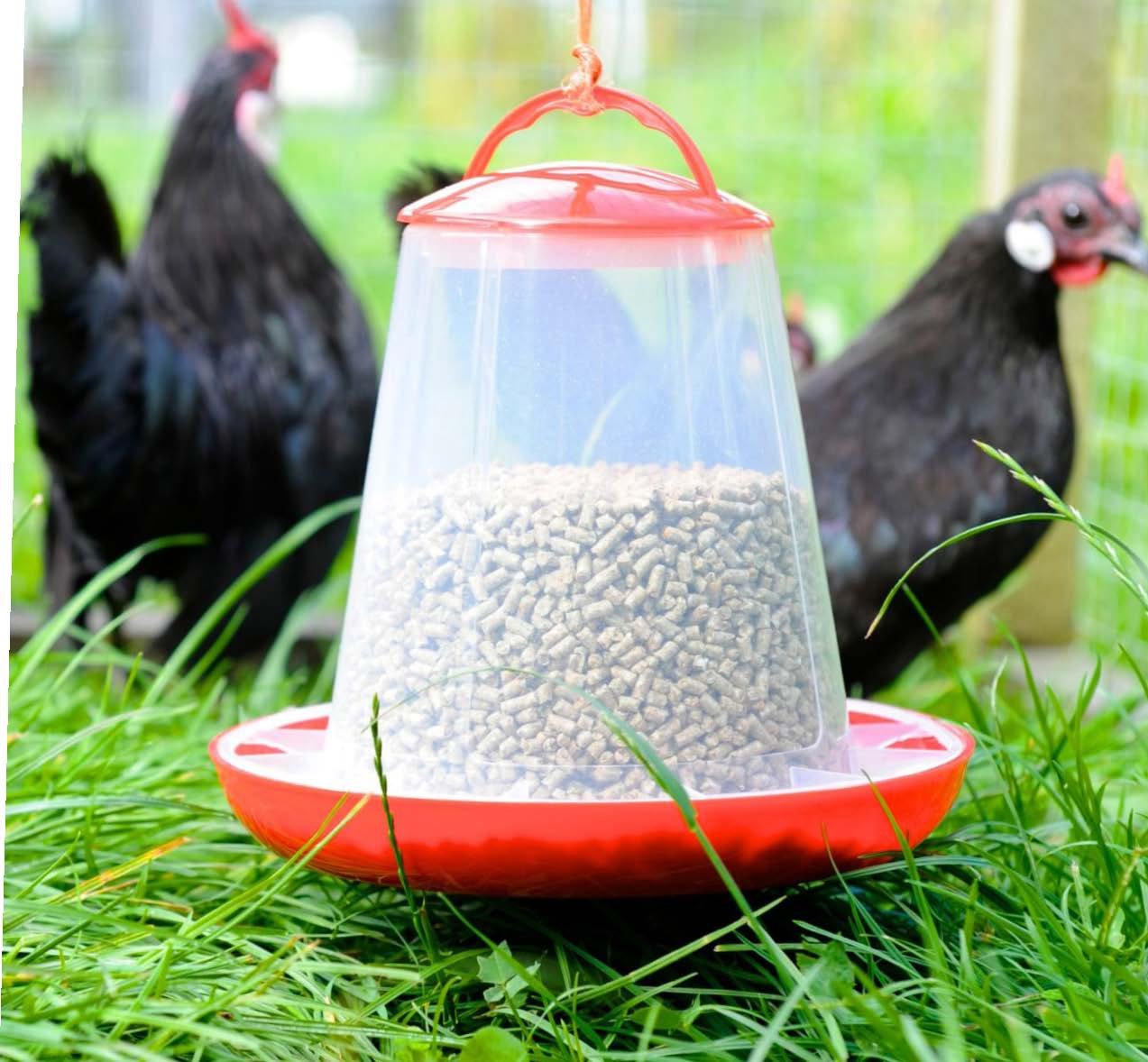 A chicken feeder filled with pellet chicken feed, placed outdoors on grass with two black chickens nearby.