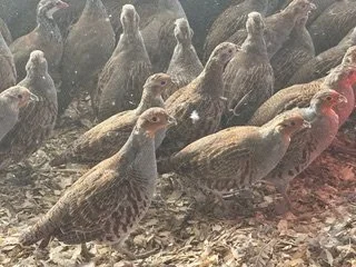 English Partridge Poults.jpeg