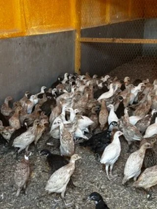 Multi Coloured Pheasant Poults.jpeg