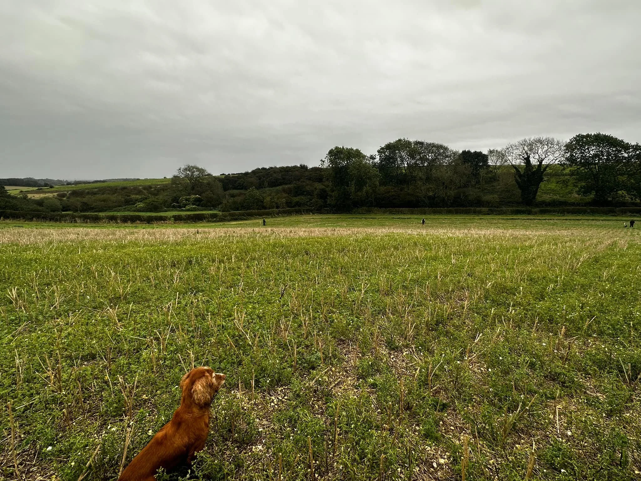 A small brown dog sitting in a grassy field, looking to the left, with a large open field and trees in the background under a cloudy sky.