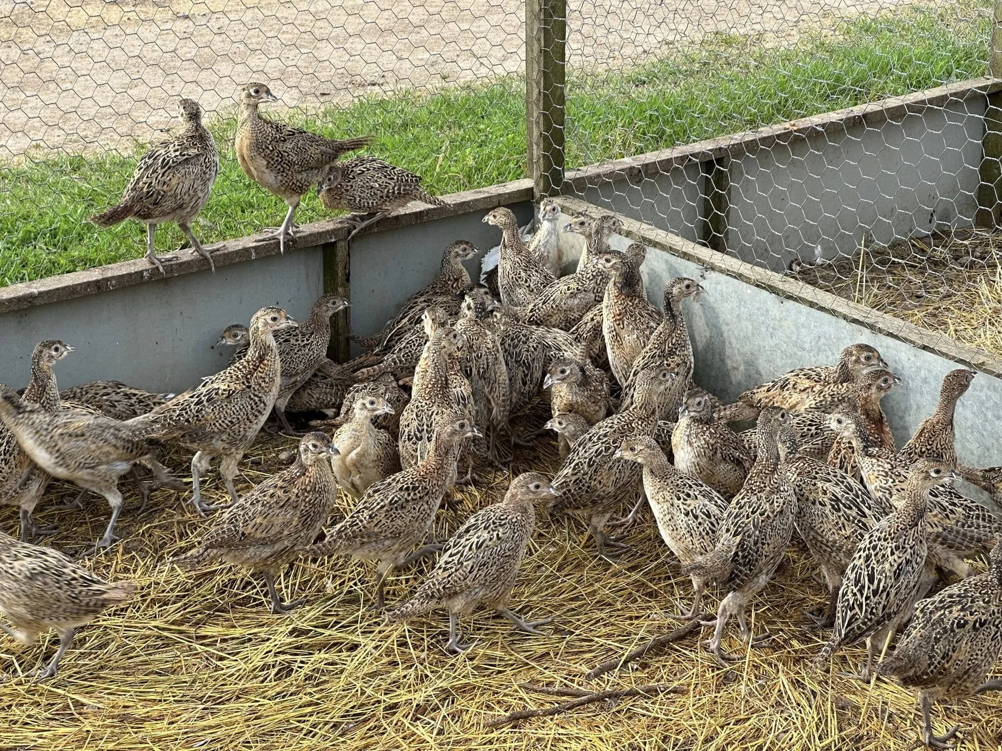 Numerous quail birds inside a wire enclosure with straw bedding, some standing on a ledge and others on the ground.