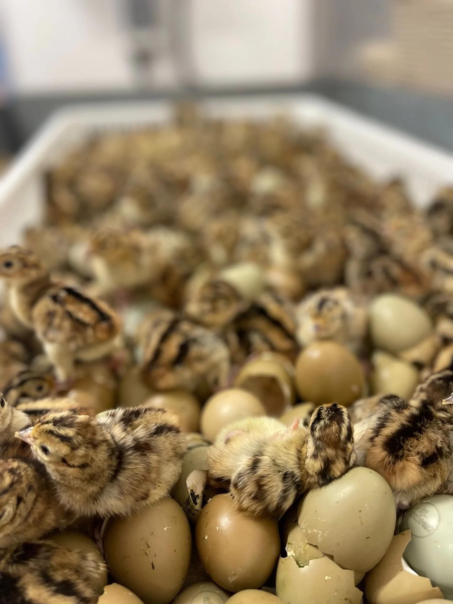 A group of baby chicks hatching from eggs in a white container.