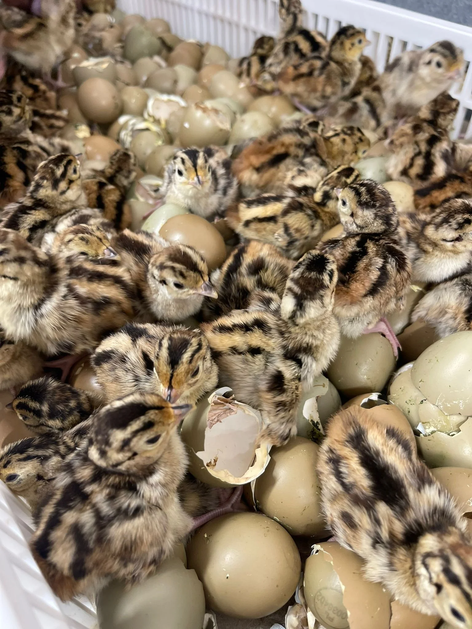 A large group of baby chicks among broken eggshells and unhatched eggs in a nesting box.