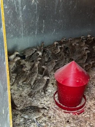 Pheasant Poults.jpeg