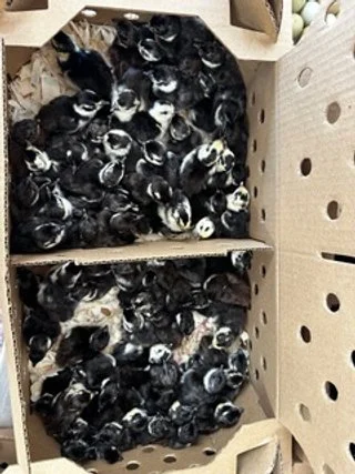 Melanistic Pheasant Chicks.jpeg