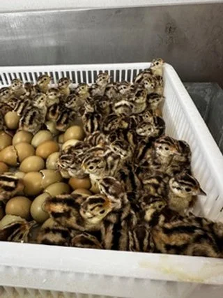 American Pheasant Chicks.jpeg