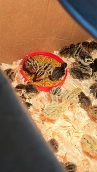 Day Old Quail.jpg