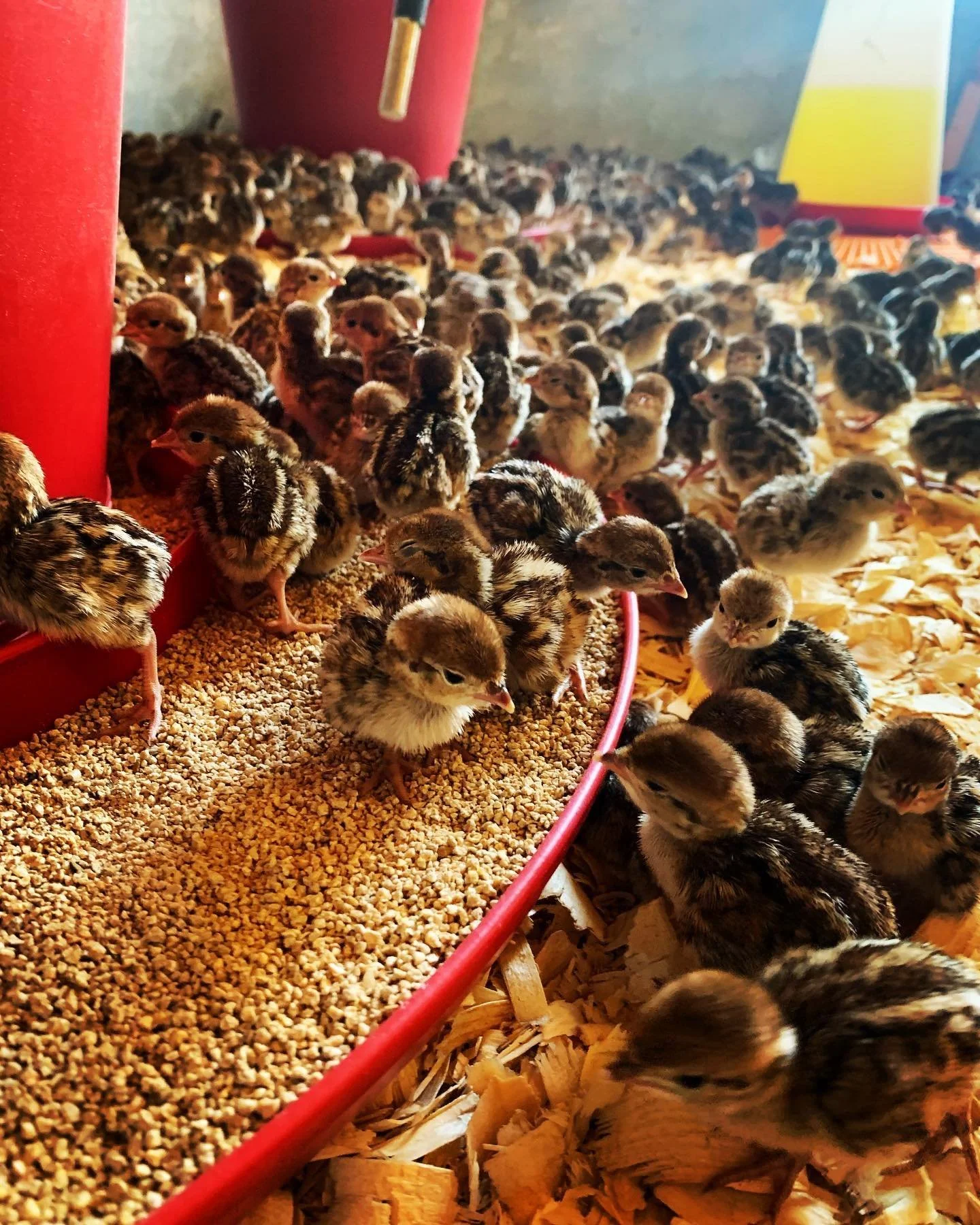 Many baby chicks in a farming enclosure, some on a feeder filled with grains and others on wood shavings floor.