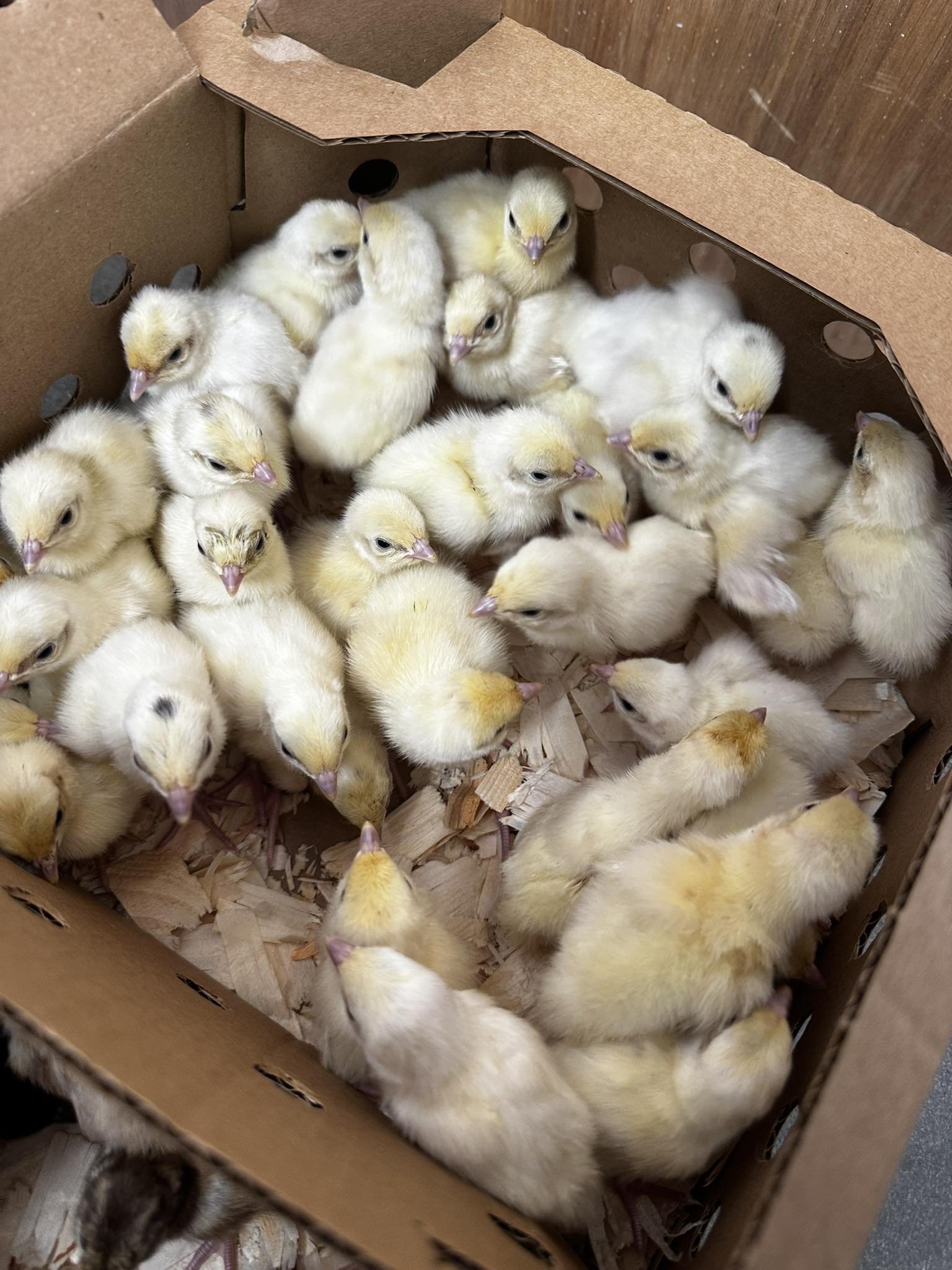 A cardboard box filled with numerous yellow baby chicks on a bed of shredded paper.