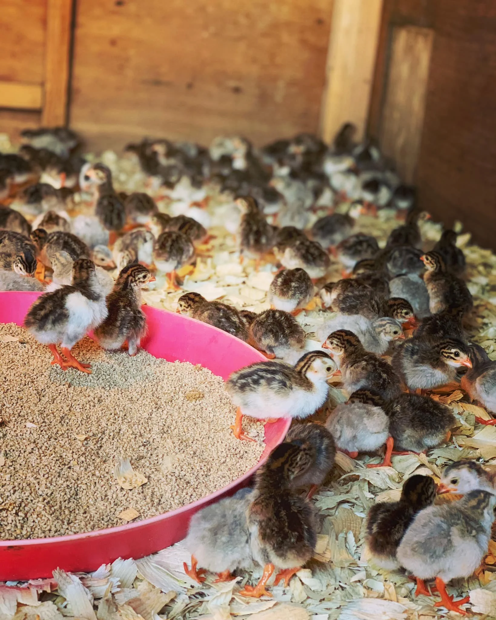 A large group of baby chicks in a wooden enclosure, with some near a pink feeder filled with grain.