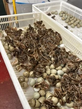 English Partridge Chicks.jpeg