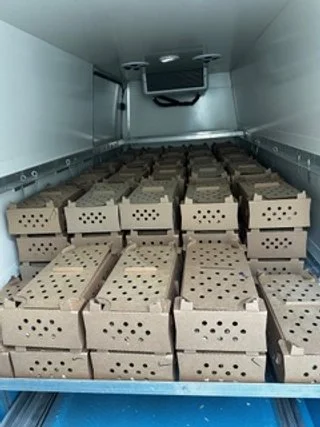 Chicks in Temperature controlled delivery Vehicle.jpeg