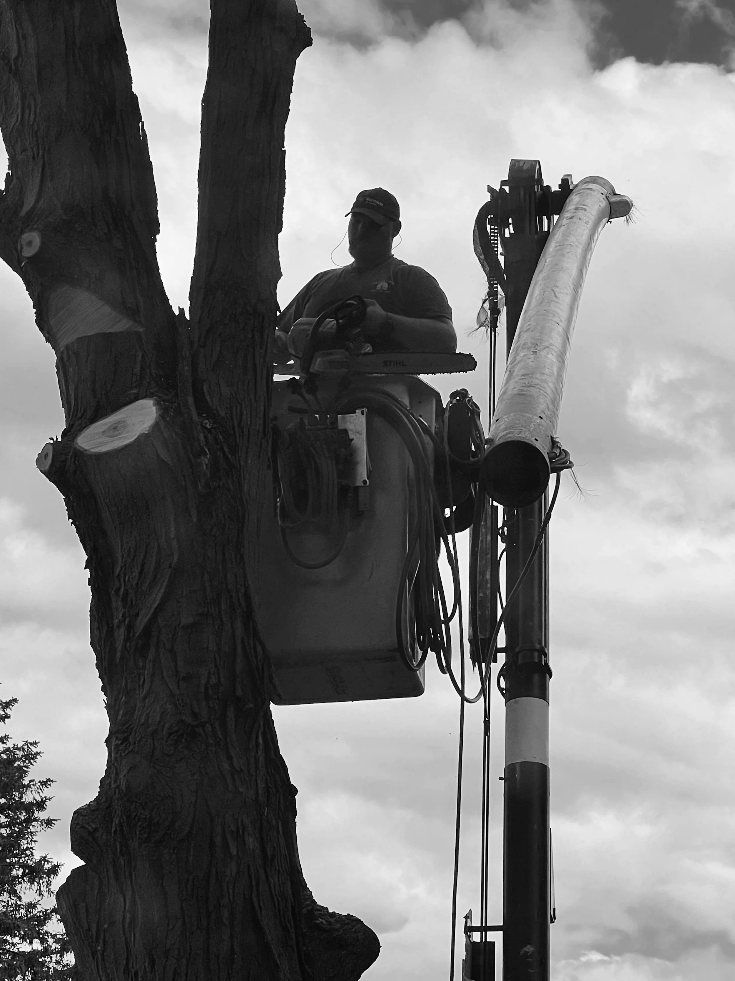 A person operating a utility bucket lift on a tree, with a cloudy sky in the background.