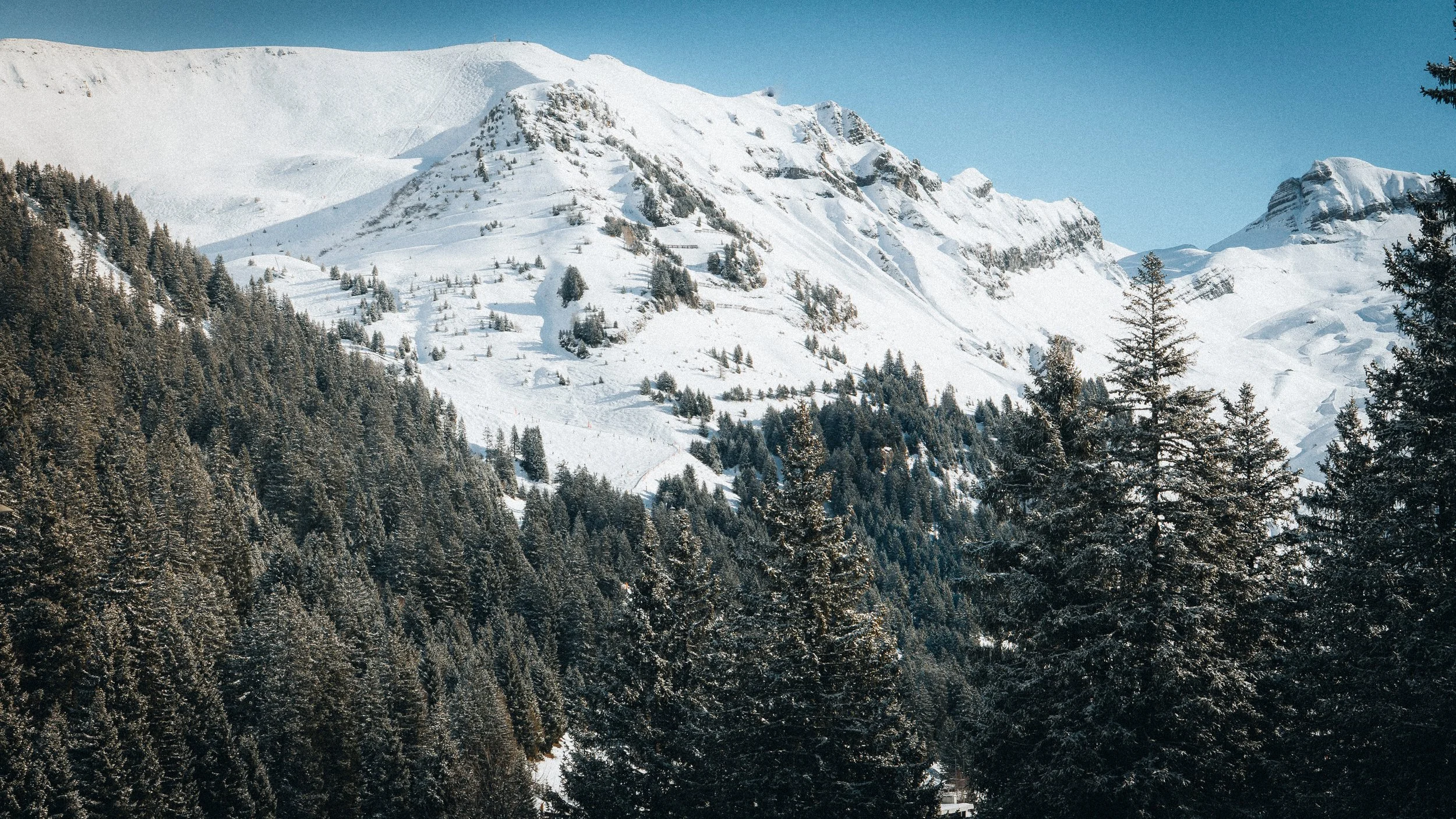 FLAINE-1.jpg