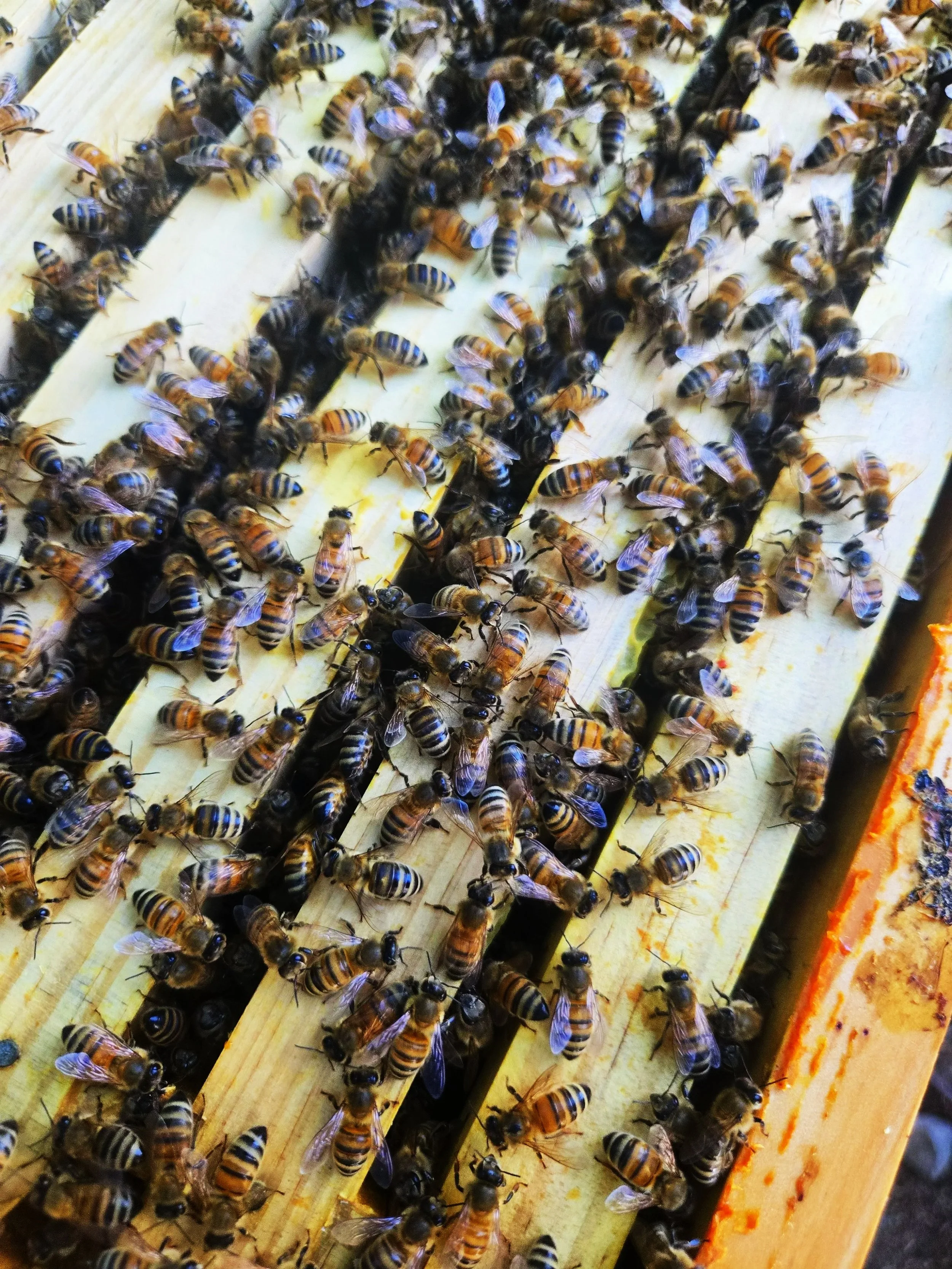bees+on+frames.jpg