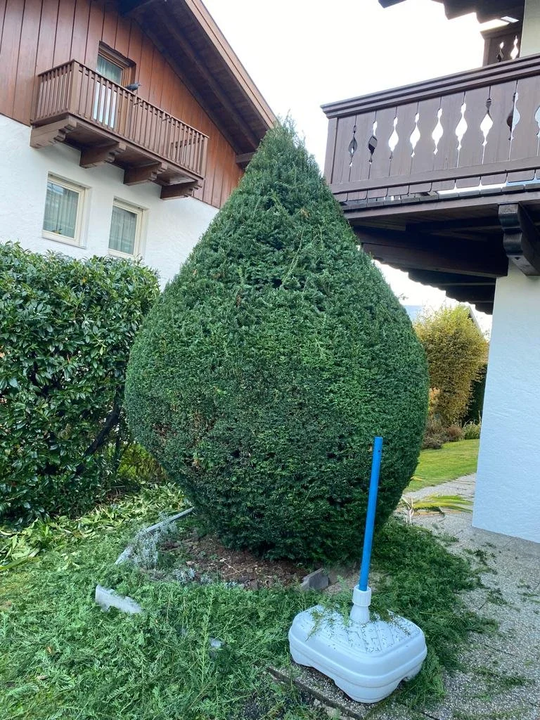 Gepflegter, konisch geformter Busch vor einem Haus mit Holzbalkonen.