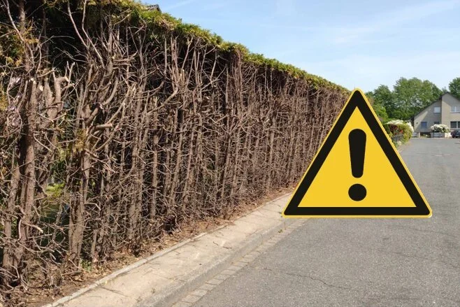 Ein Warnschild mit Ausrufezeichen neben einem dicht bewachsenen Strauch am Straßenrand.