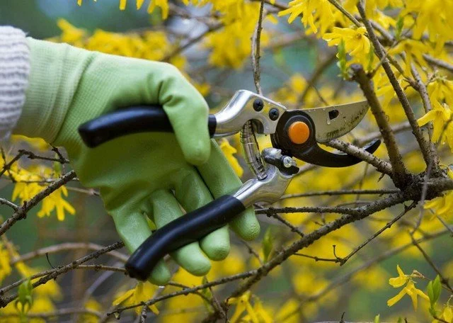 Hand mit einer grünen Gartenhandschuh schneidet eine Ast mit einer Gartenschere an einem Strauch mit gelben Blättern.