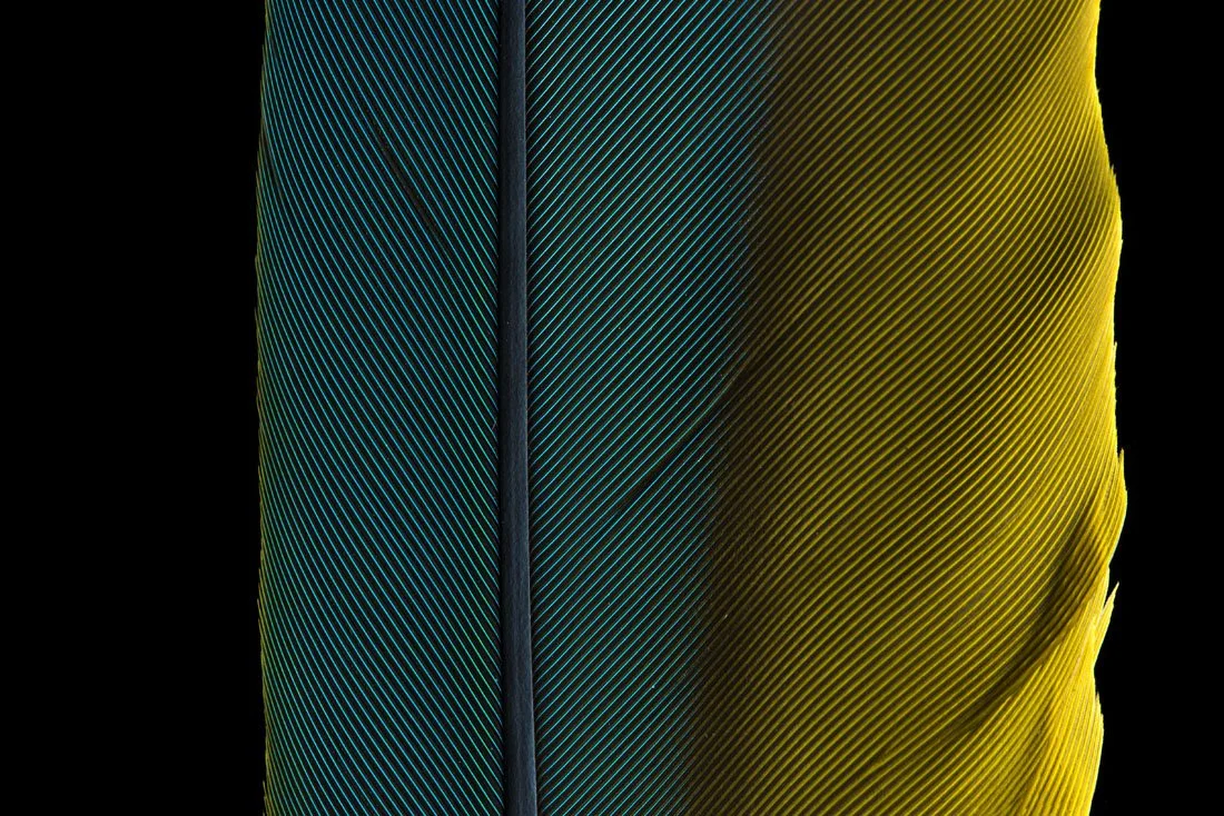 _DSC5294.jpg