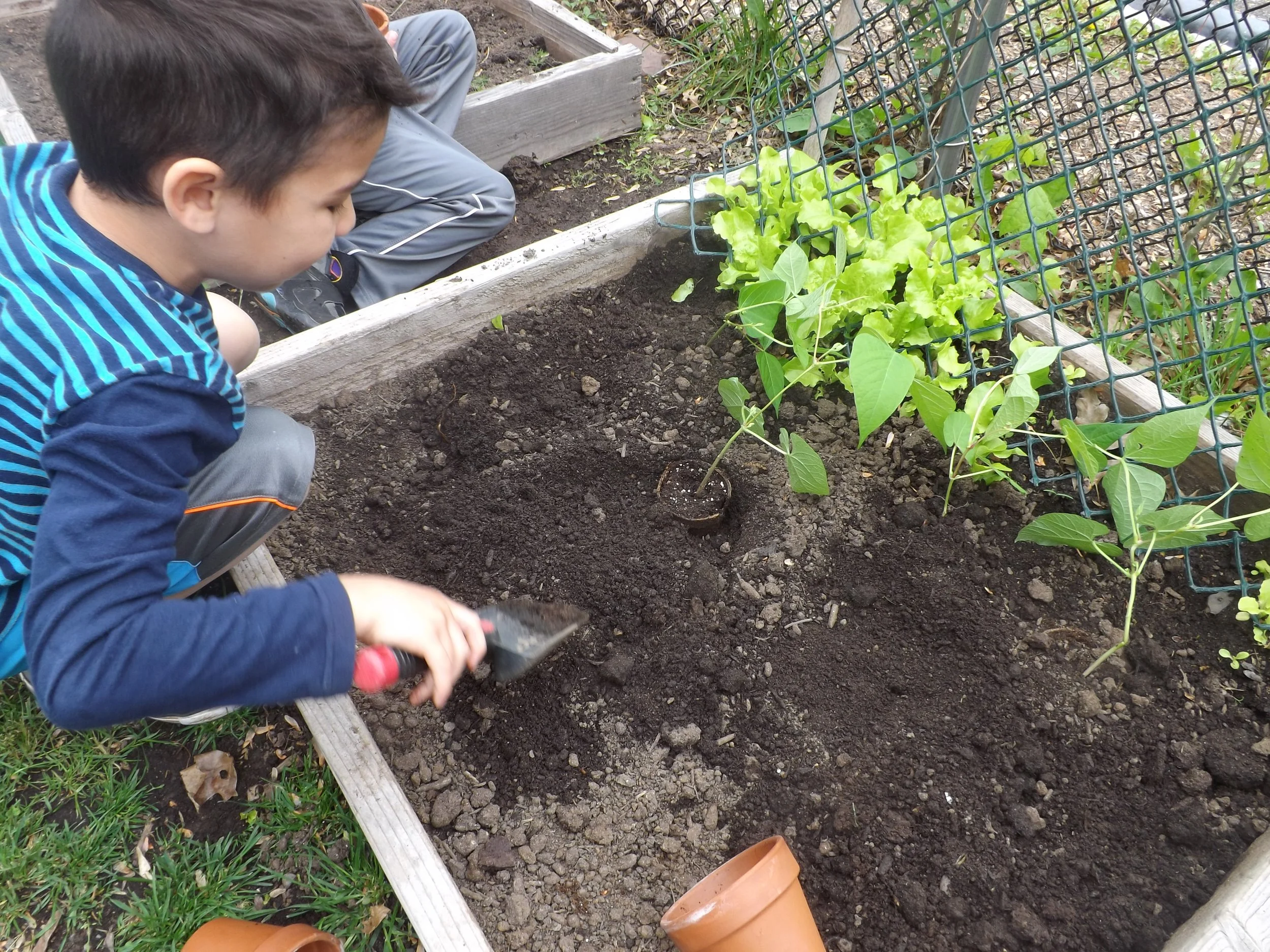 A young boy planting a seedling in a garden bed with dark soil, while another child watches nearby.