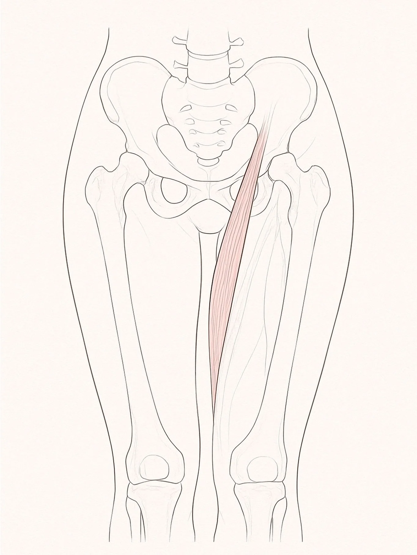 Musklen Gracilis &ndash; en lille, men vigtig brik i fertilitetspuslespillet

Gracilis er en lang, slank muskel, der l&oslash;ber p&aring; indersiden af l&aring;ret &ndash; fra skambenet (os pubis) ned til skinnebenet (tibia). Den hj&aelig;lper med a