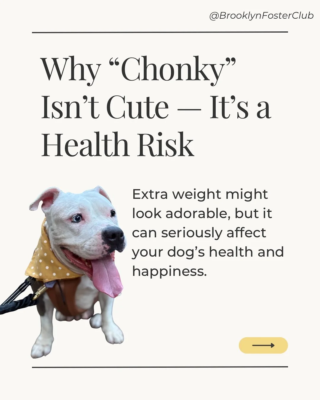 Being a &ldquo;chonky&rdquo; dog might look cute, but it can actually put your pup&rsquo;s health at risk.

There&rsquo;s plenty of visual references like the Canine BCS Chart by @world_pet_obesity_association that you can use to see if your dog migh