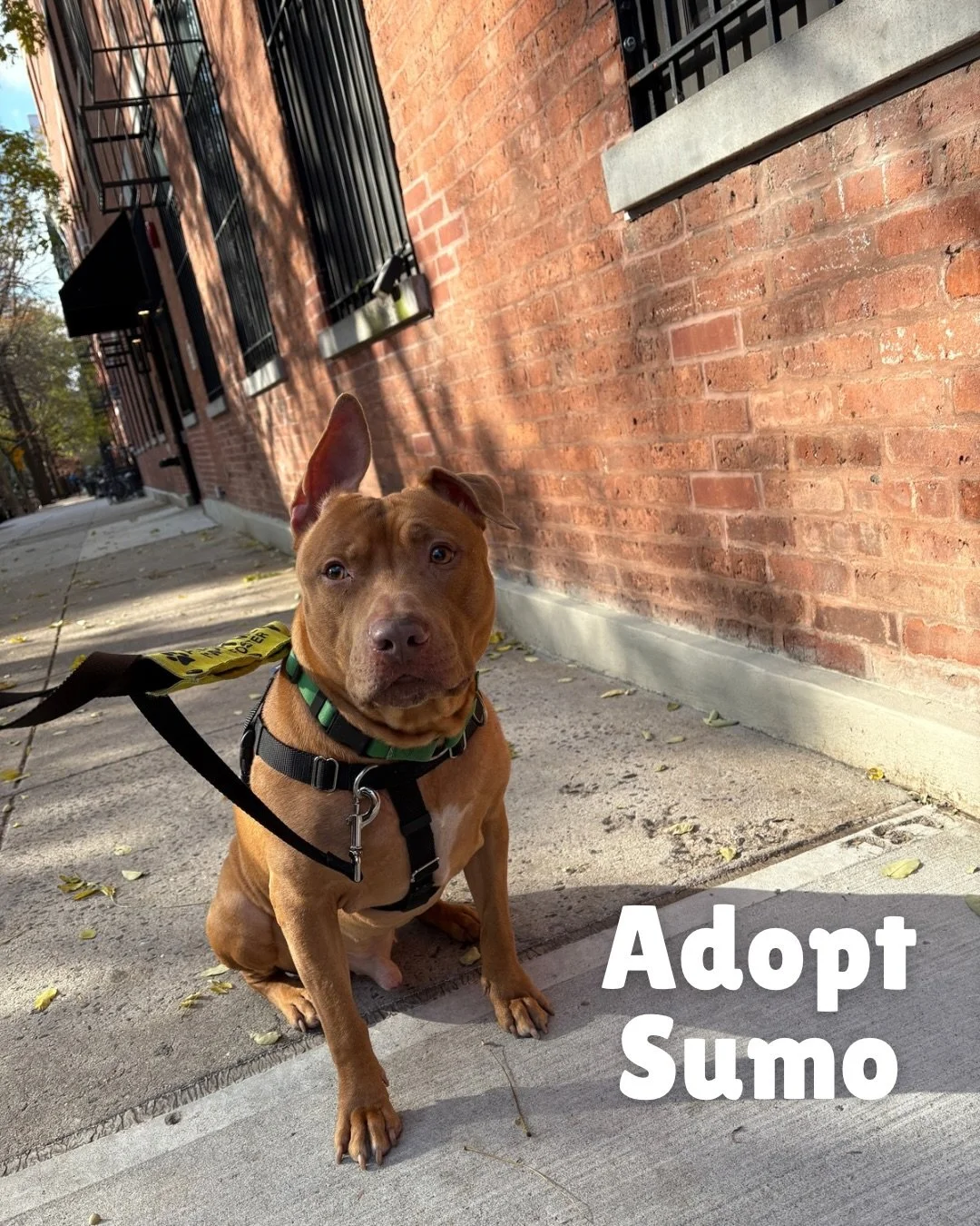 Meet Sumo! We were lucky enough to have Sumo for a few days Stray-cation to give him a break from the shelter. Sumo is ~65 lbs, 8 years old, house trained, and adoptable through @nycacc 

I&rsquo;m traveling all of December so I snuck in some time wi