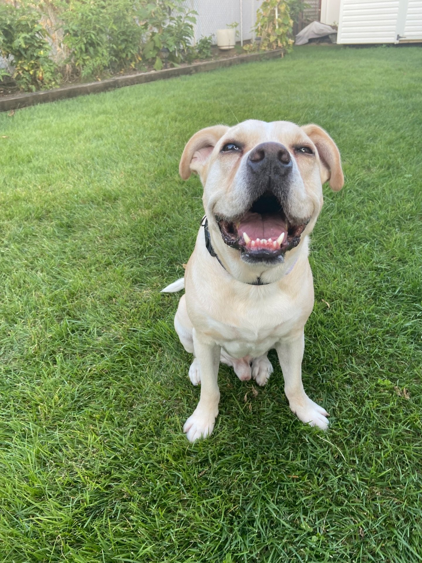 My last post of 2025 is dedicated to sweet Casper who unfortunately passed away recently. I&rsquo;m so grateful that in the last phase of his life he had the absolute best daddies ever. 

Casper was the one who started it all, our first foster. Openi