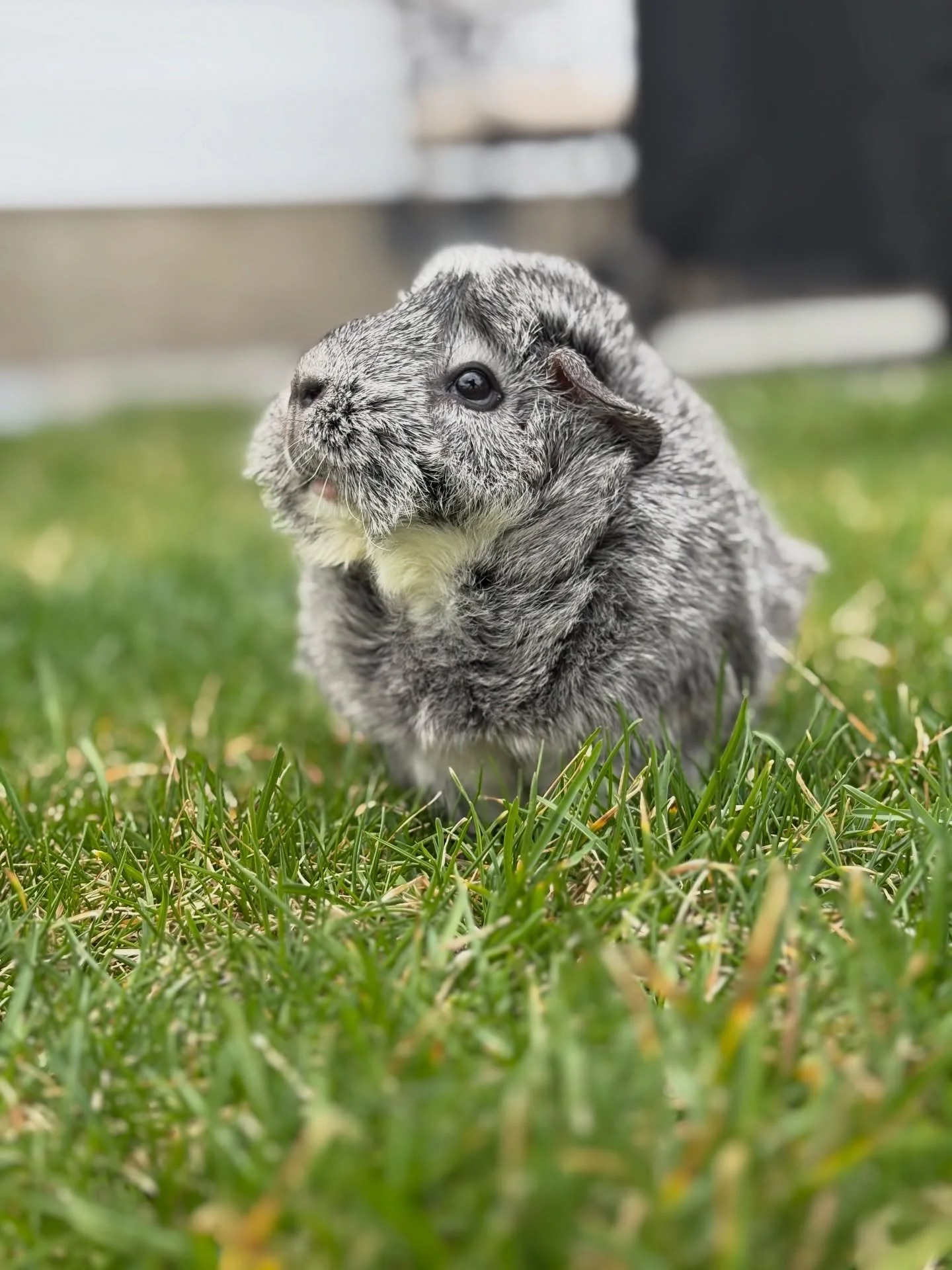 Willow 💕 my grandpa absolutely loves the guinea pigs so they frequently go on vacations to Long Island. The backyard photoshoot is a tradition for all the piggies. 

#petsofig #guineapigs
