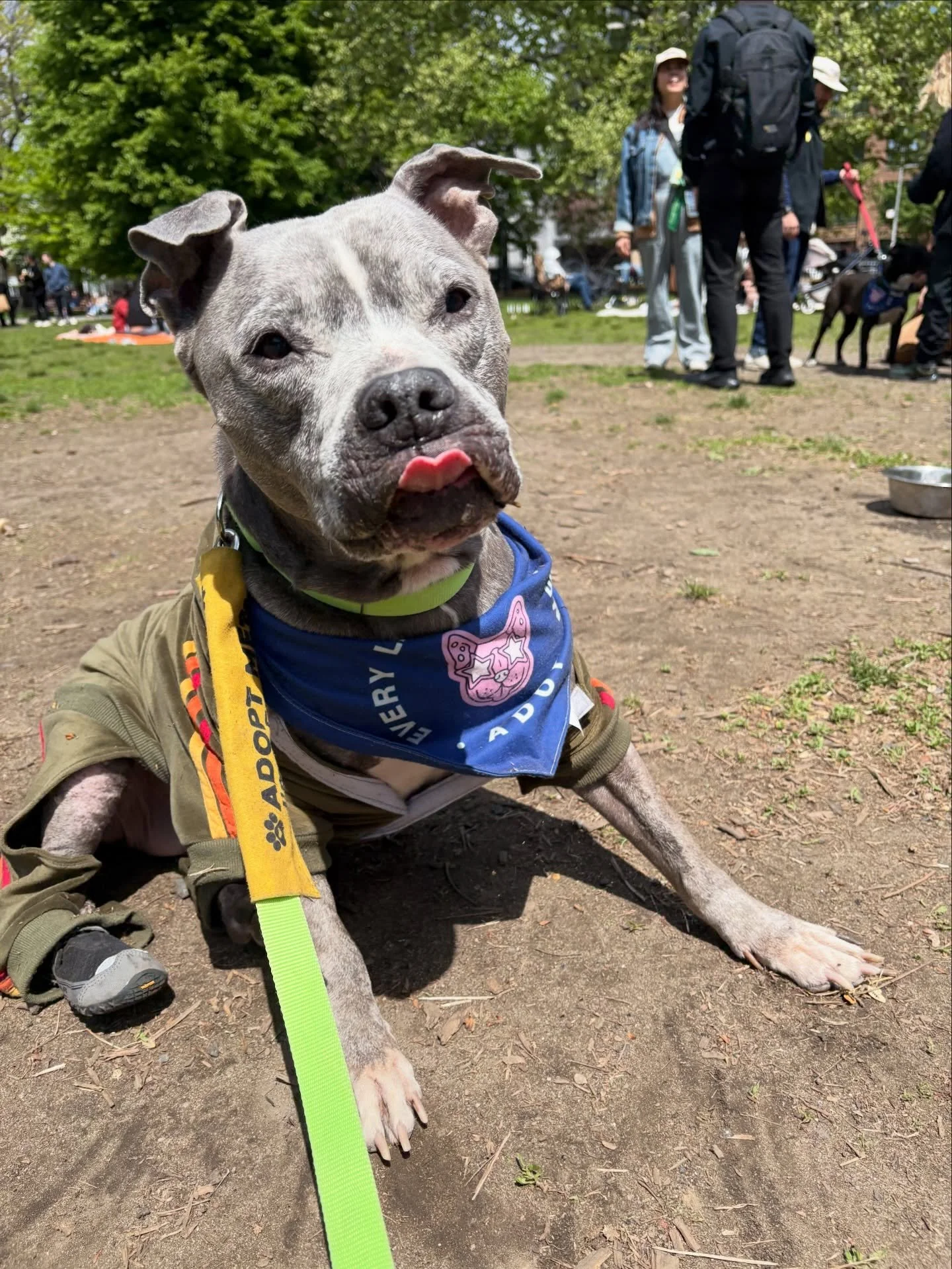 Beautiful spring @everylastonerescue adoption event today 💕 Check out their Instagram or click the link in my bio to see all the adoptable pups! 

Slide 1 &amp; 2: Grandpa 👴🏼
Slide 3 &amp; 4: Benny 🌞 
Slide 5 &amp; 6: Maggie 💕
Slide 7: Topanga ?