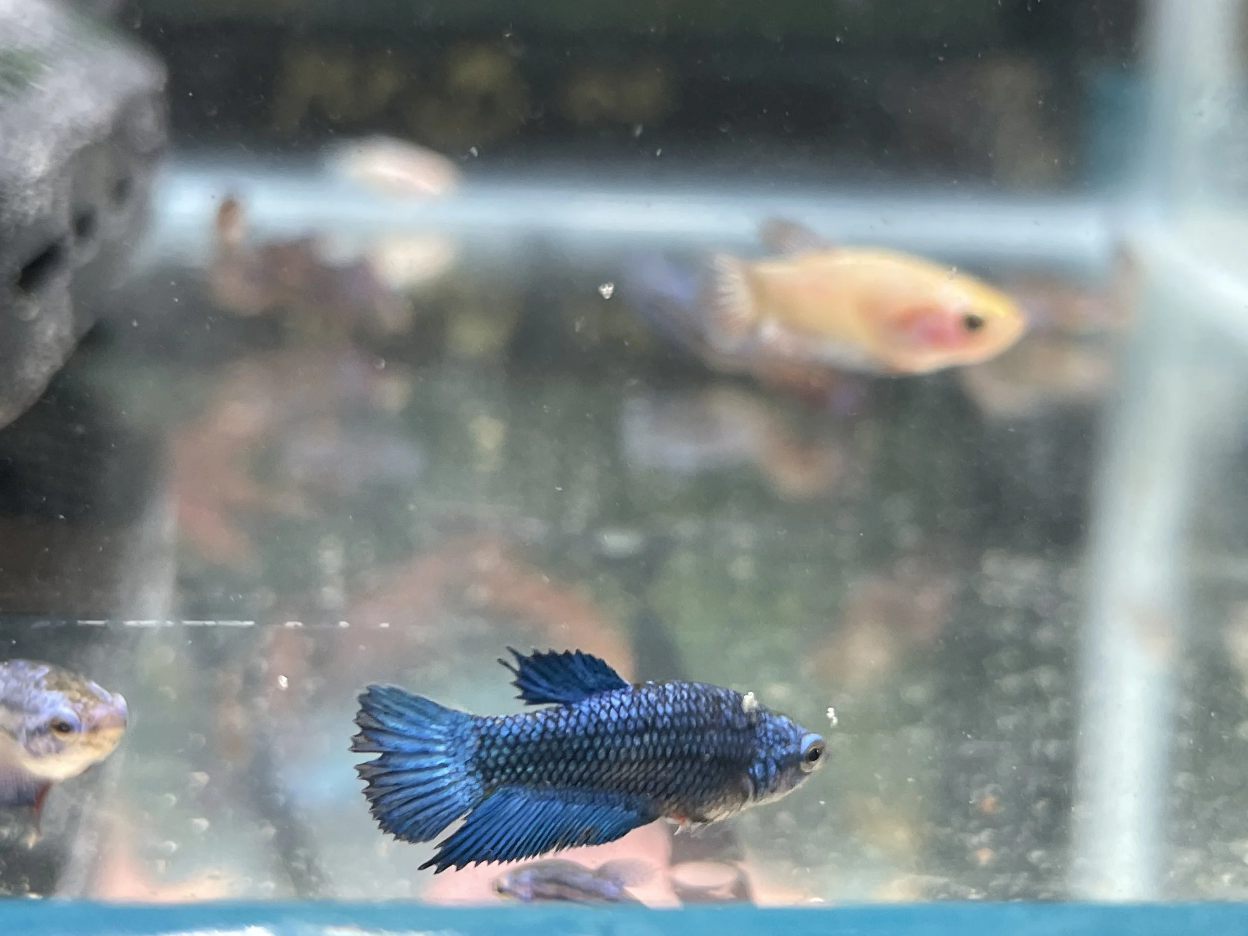 Betta fish blue koi short fin 3 month to mature4.JPG