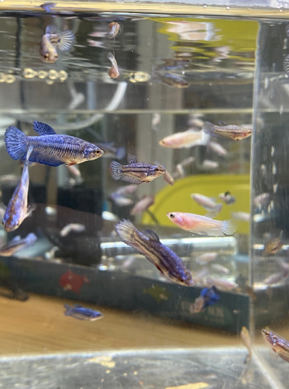 Screenshot 2025-11-17 at 12.46.27.png